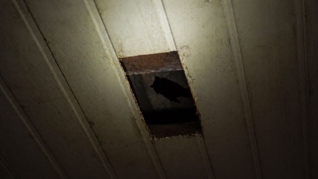 O barulho no forro à noite pode não ser rato e esconder um animal muito mais perigoso do que você imagina