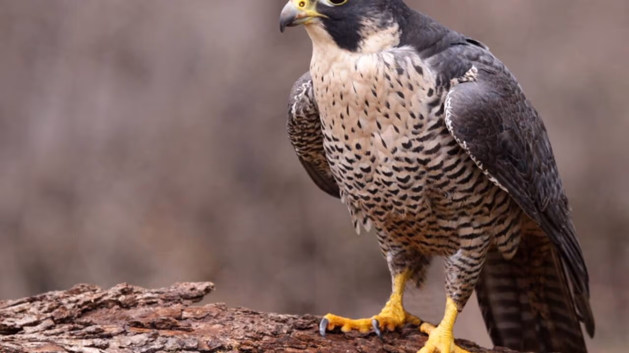 Ataque surpresa a 2.881 metros quebrou recorde no mundo animal