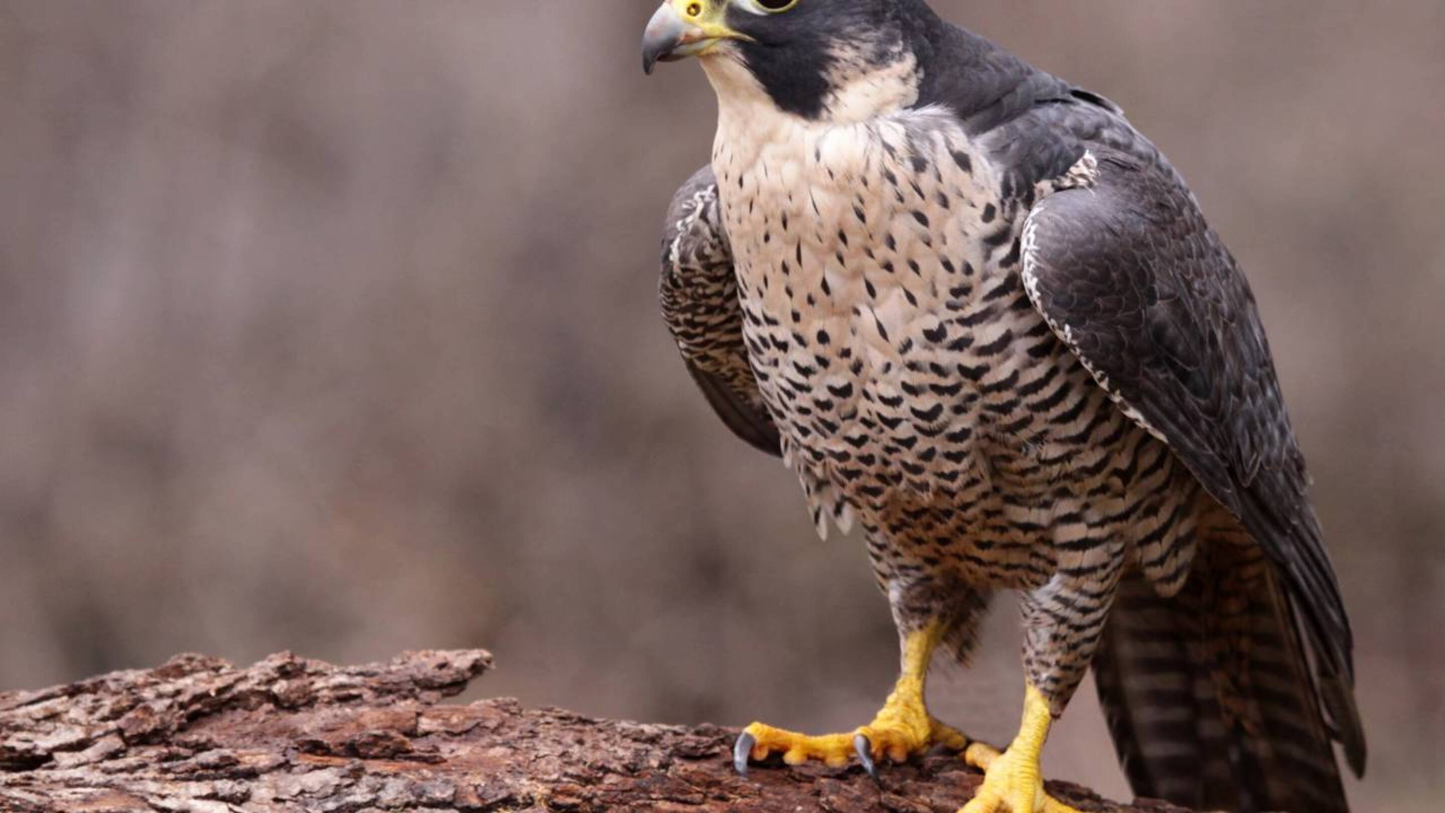 Ataque surpresa a 2.881 metros quebrou recorde no mundo animal