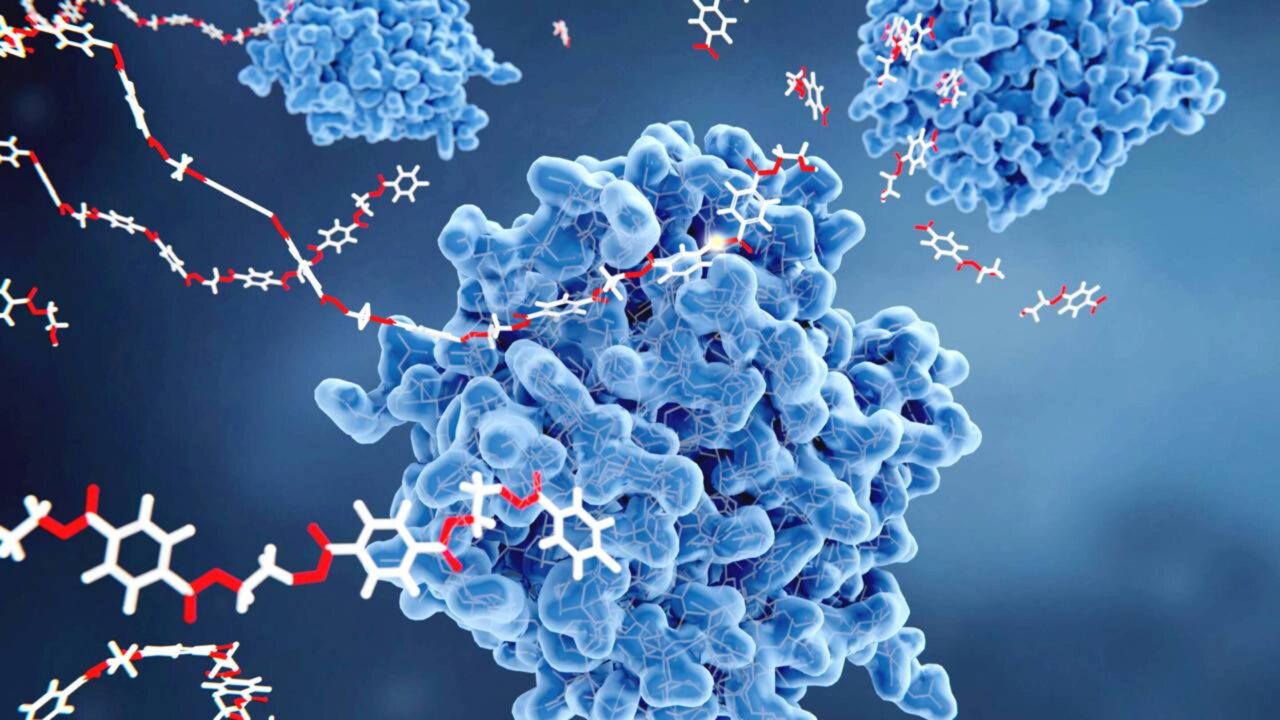 A enzima mutante descoberta acidentalmente que consegue devorar o plástico das garrafas em poucos dias