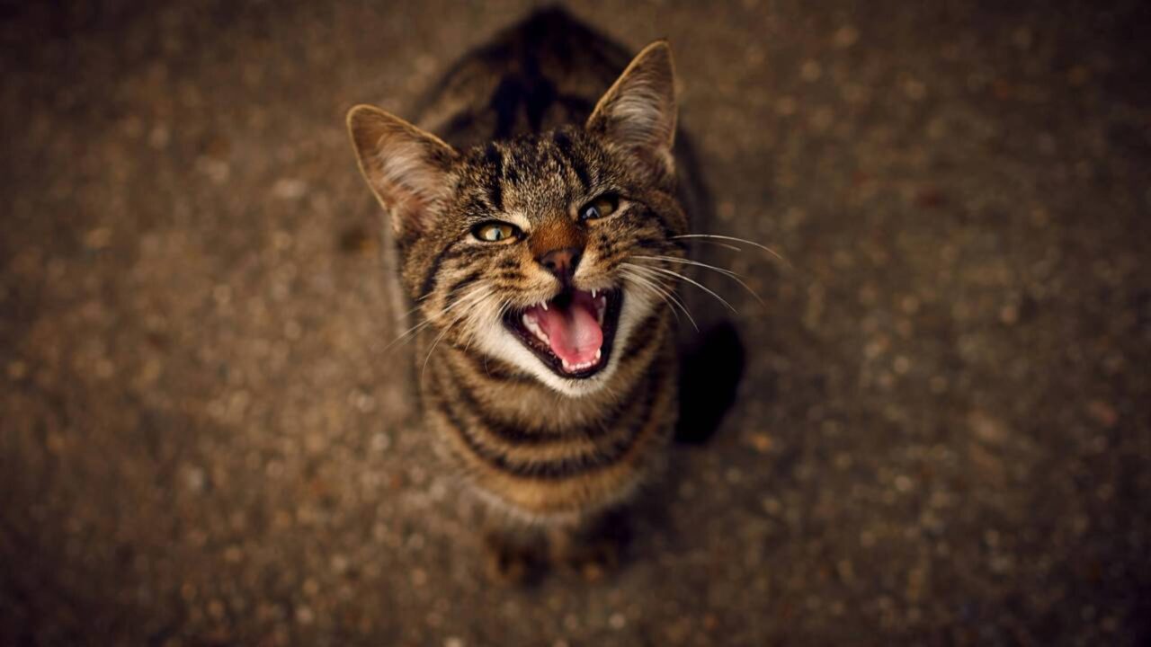 O que significa o seu gato ficar miando a noite