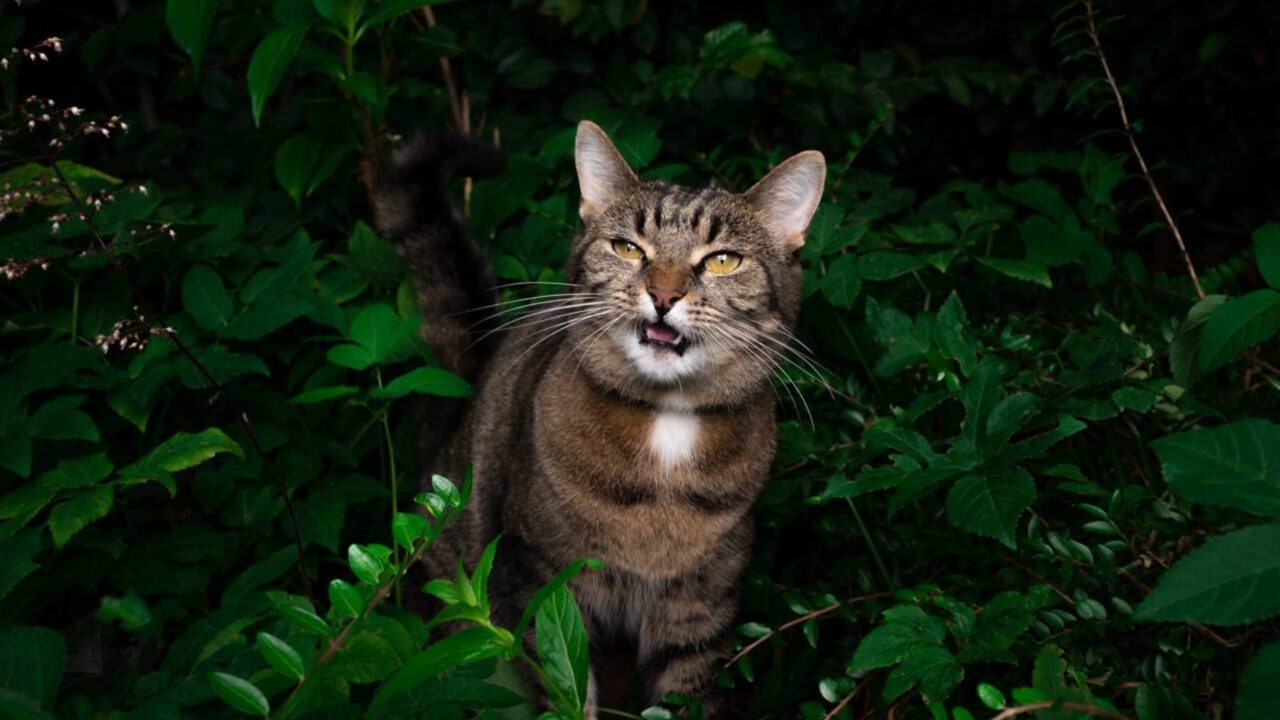 O que significa o seu gato ficar miando a noite