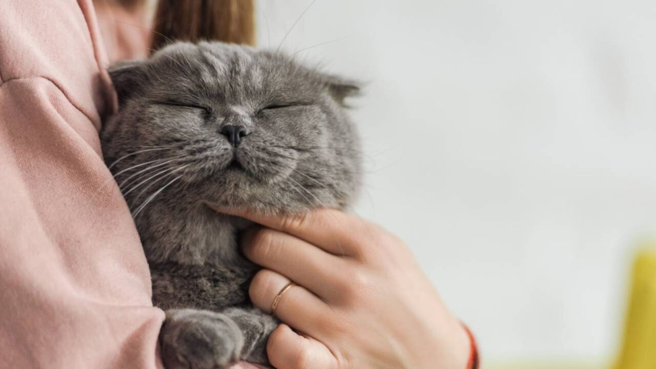 Como o ronronar de gatos consegue acelerar a cicatrização de ossos