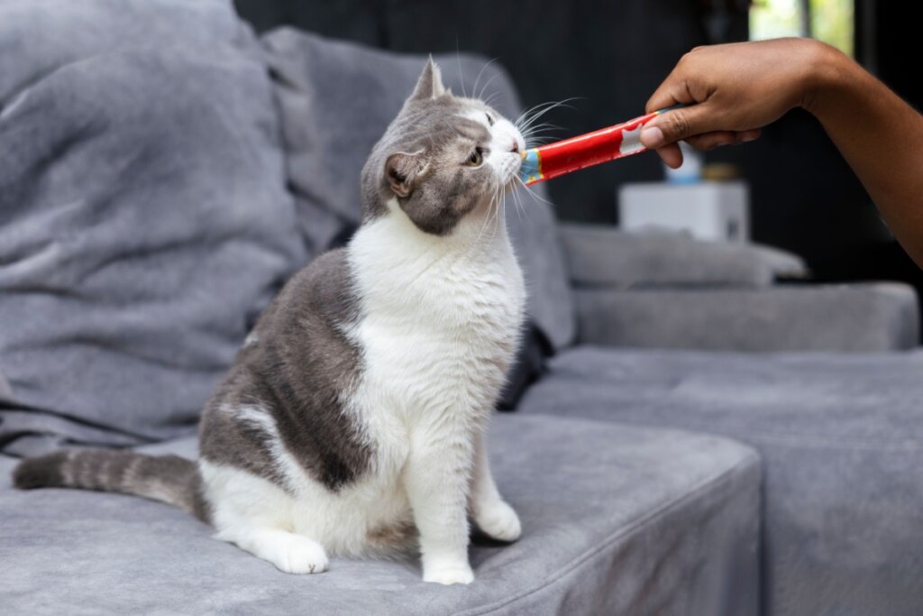 Guarda compartilhada de pets: dinâmica exige atenção com a alimentação do animal