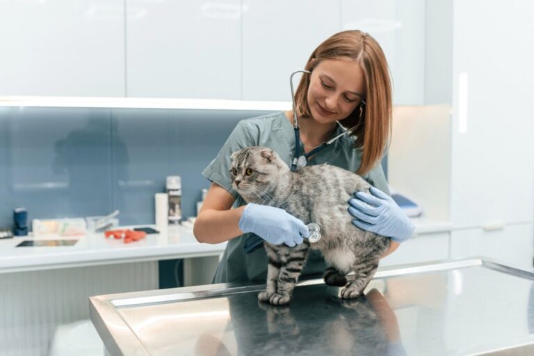 Conheça as plantas consideradas tóxicas para cães e gatos