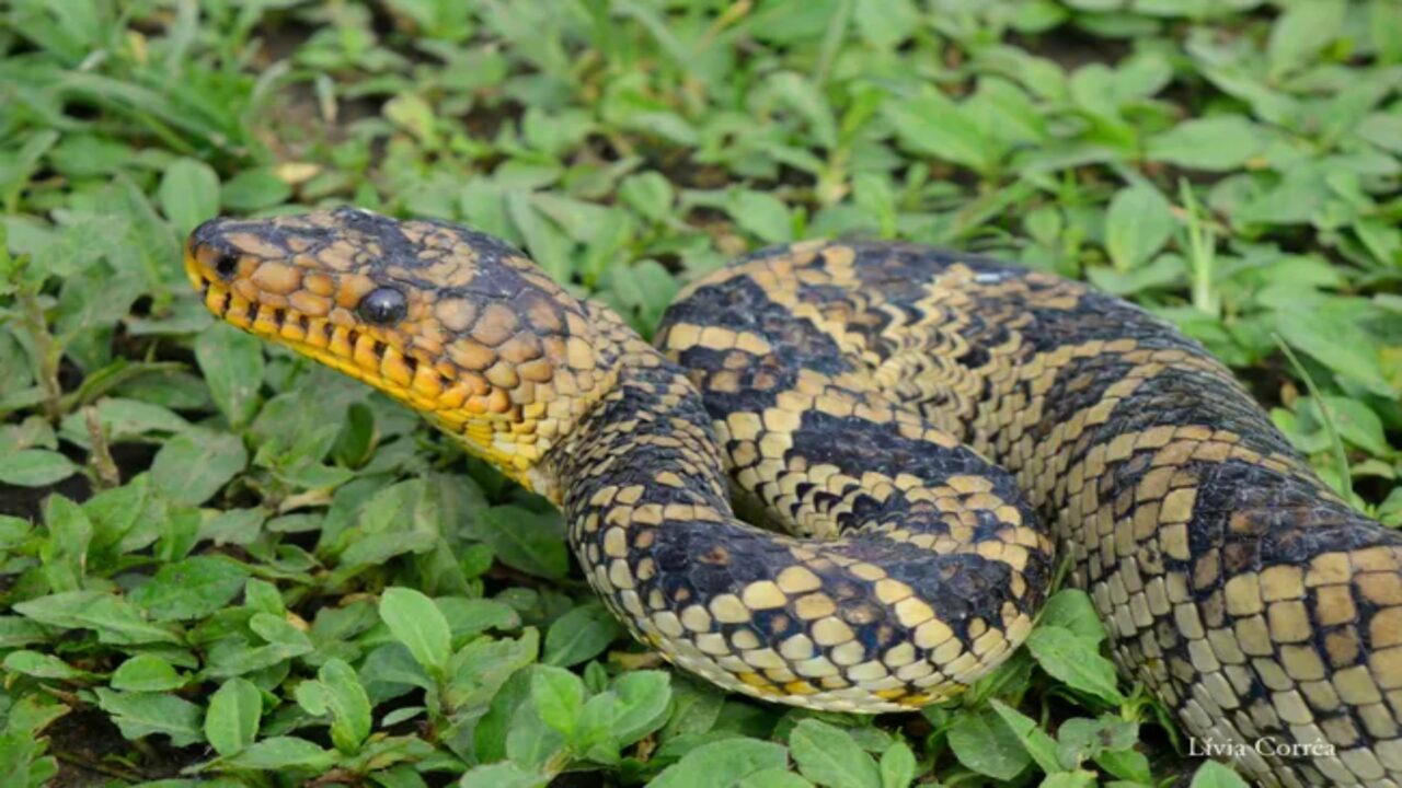 Filhote de jiboia-do-ribeira, espécie mais rara do mundo, é encontrado vivo pela 1ª vez no estado de São Paulo