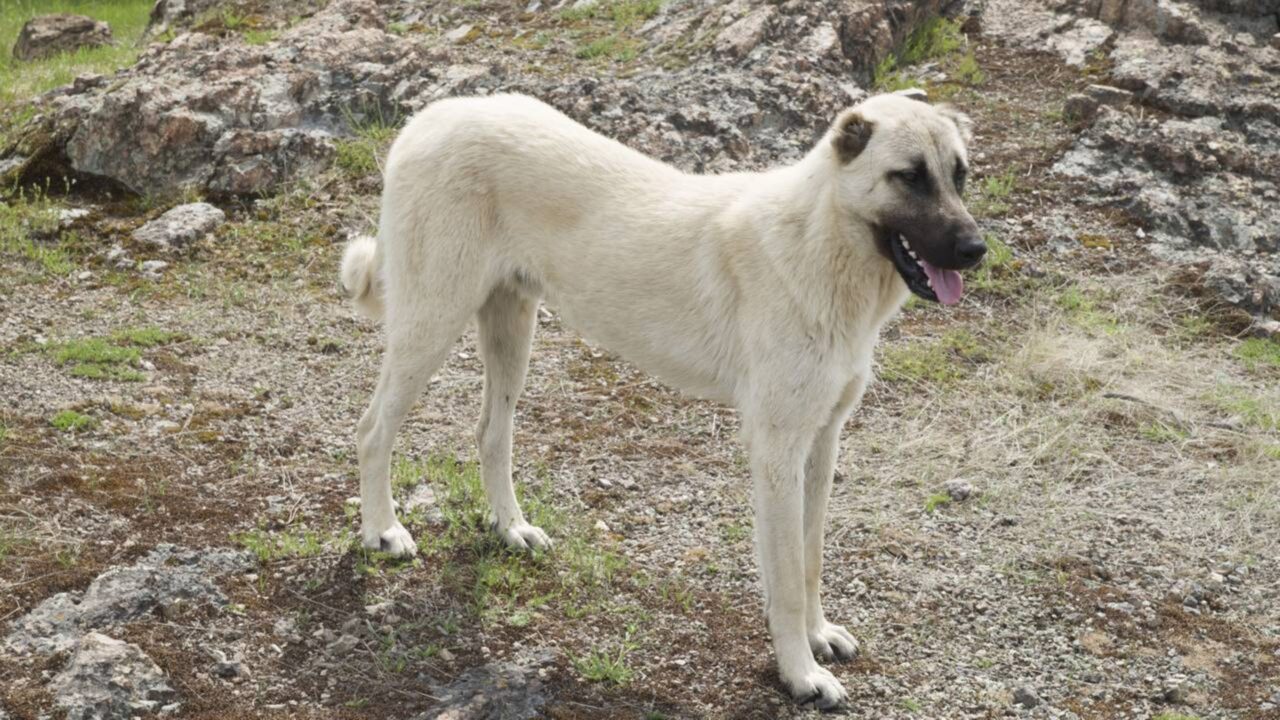 O cão gigante criado para proteger rebanhos que encara lobos sem recuar