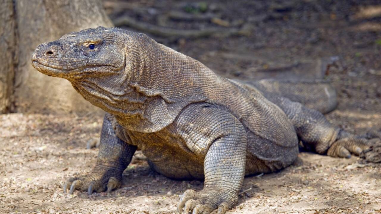 O dragão vivo que derruba búfalos com mordida venenosa e paciência mortal