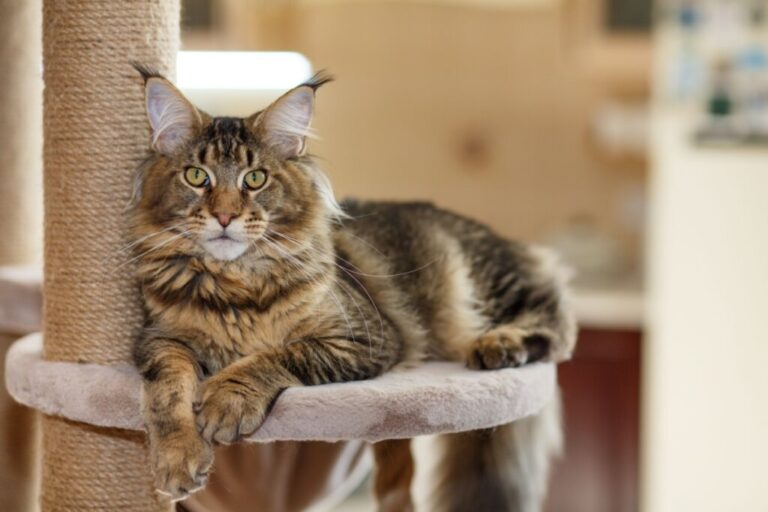 Gato tigrado: 6 raças que se destacam pela pelagem 