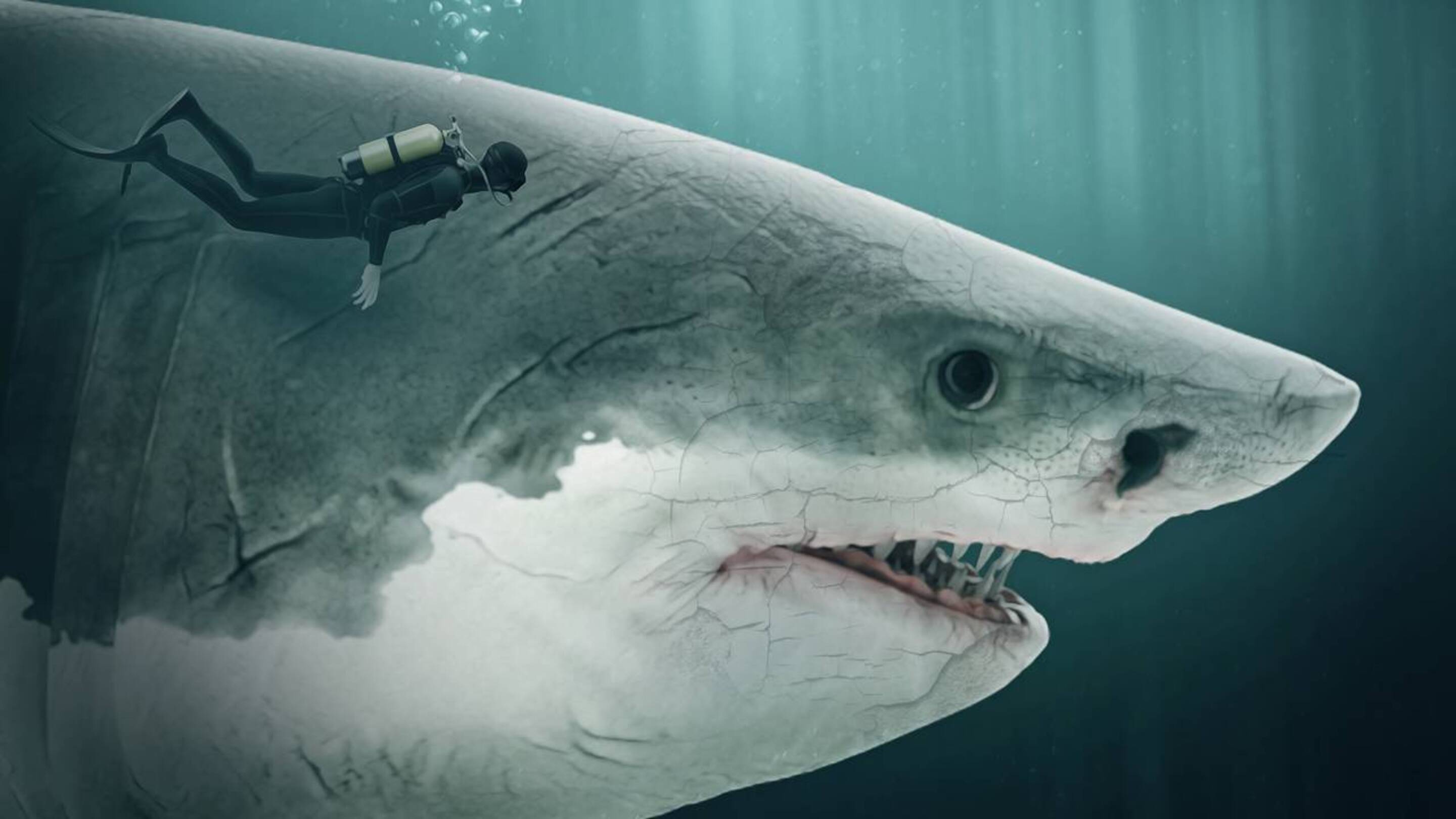 Adolescente encontra dente de Megalodon, o maior tubarão da história