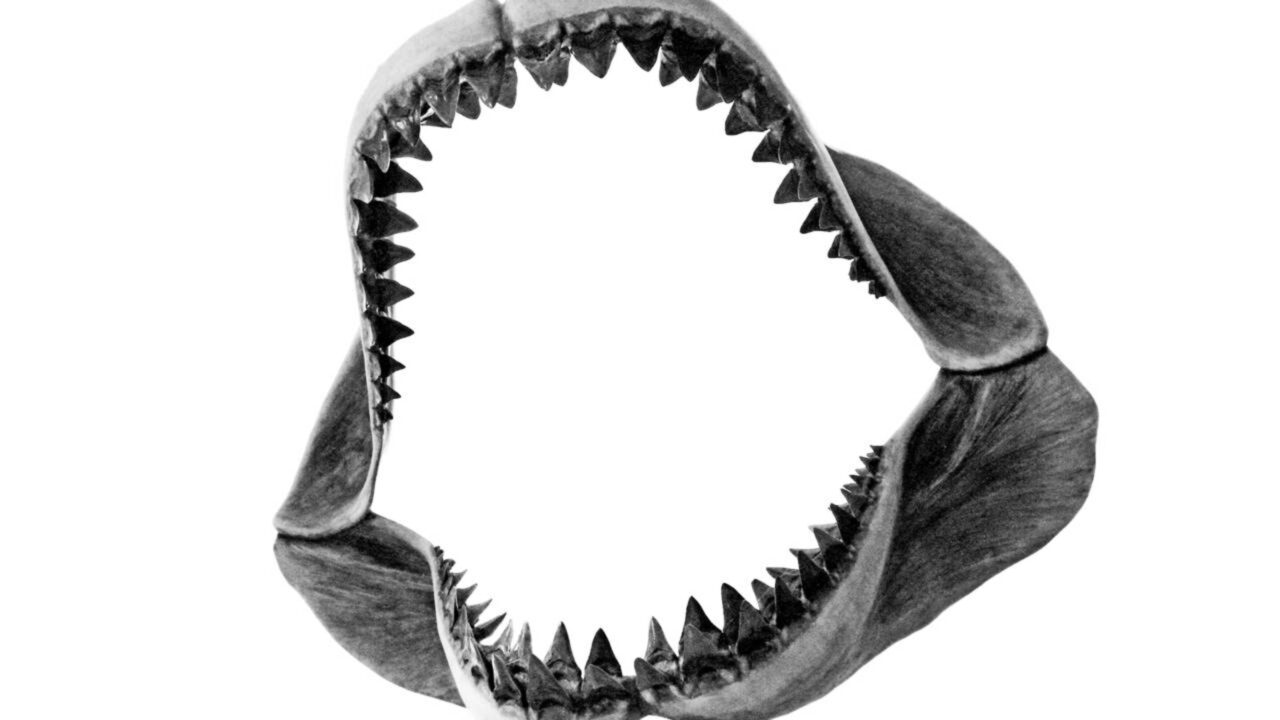 Adolescente encontra dente de Megalodon, o maior tubarão da história