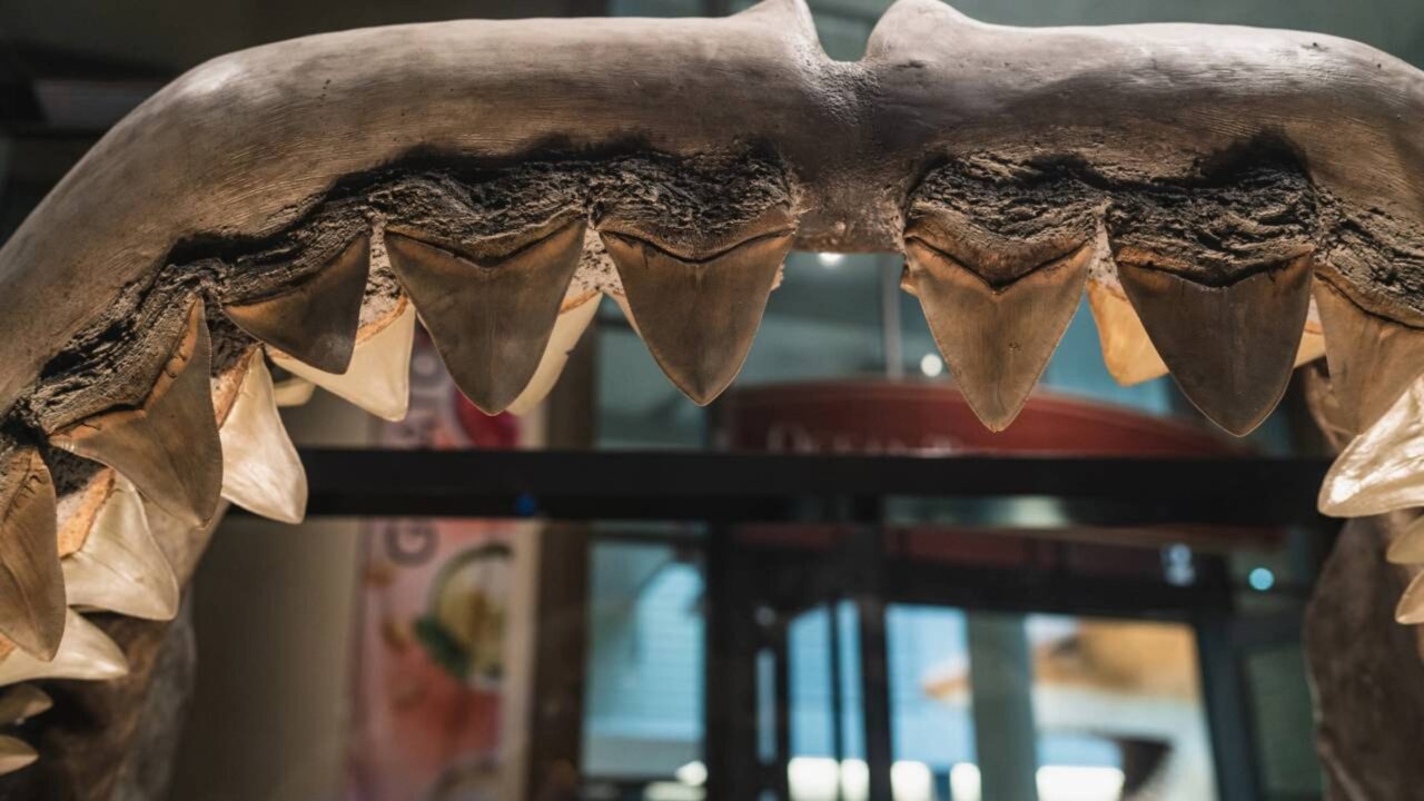 Adolescente tem contato com dente de megalodon gigante