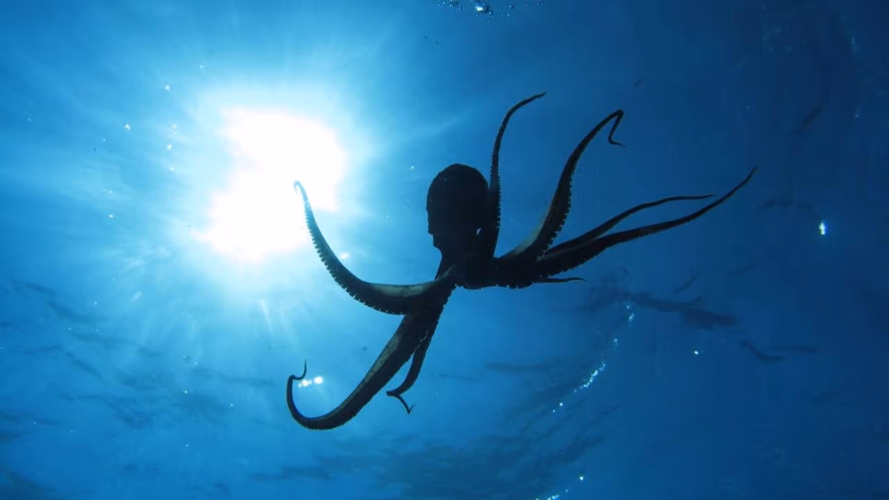Criatura marinha é descoberta a mais de 4.000 metros no fundo do mar
