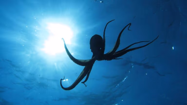 Imagem Item