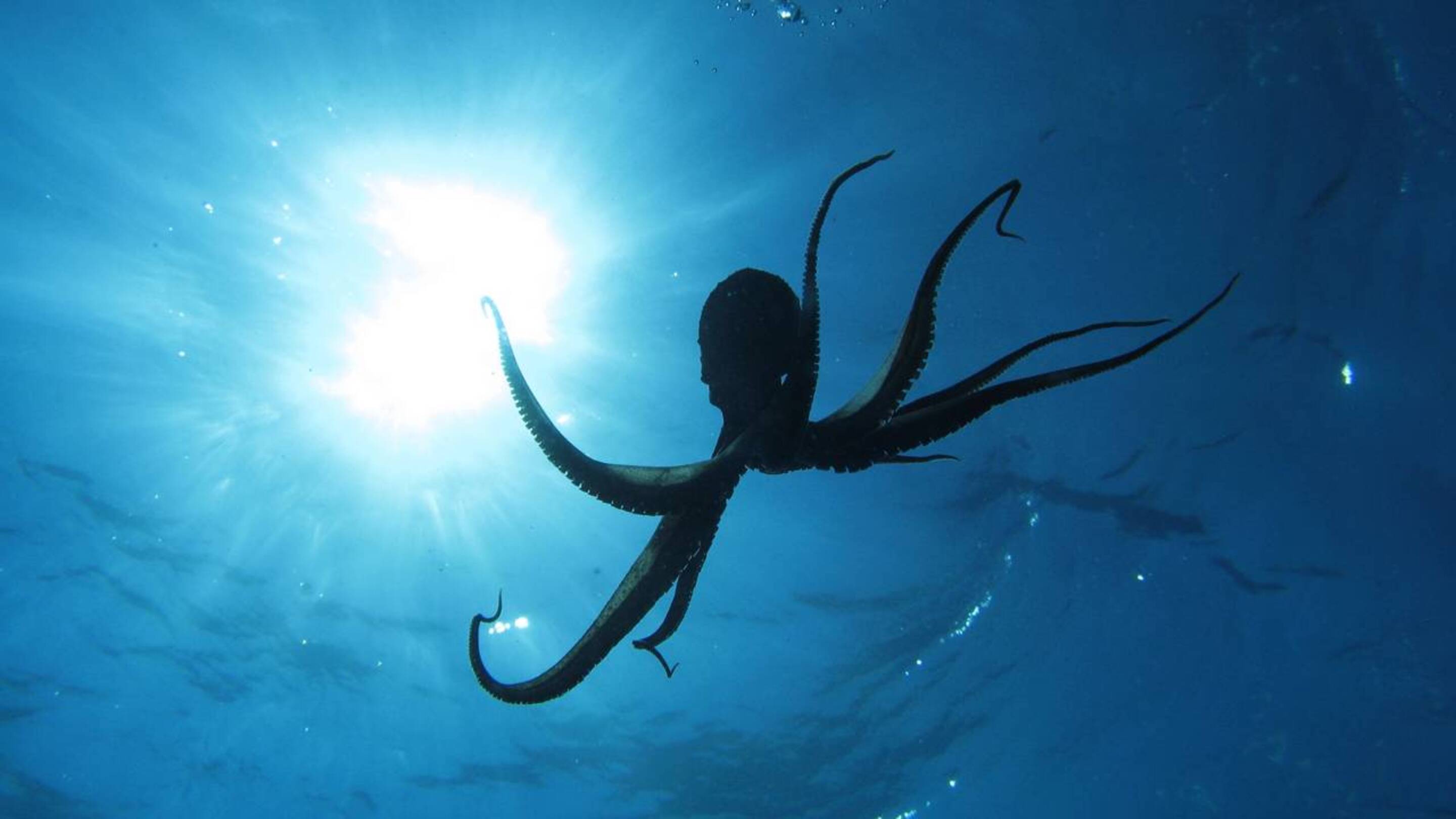 Criatura marinha é descoberta a mais de 4.000 metros no fundo do mar