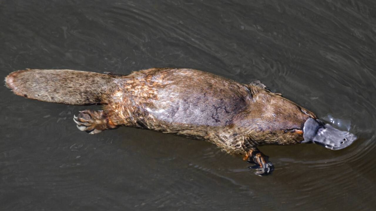 Nova descoberta é feita com o animal mais esquisito do mundo