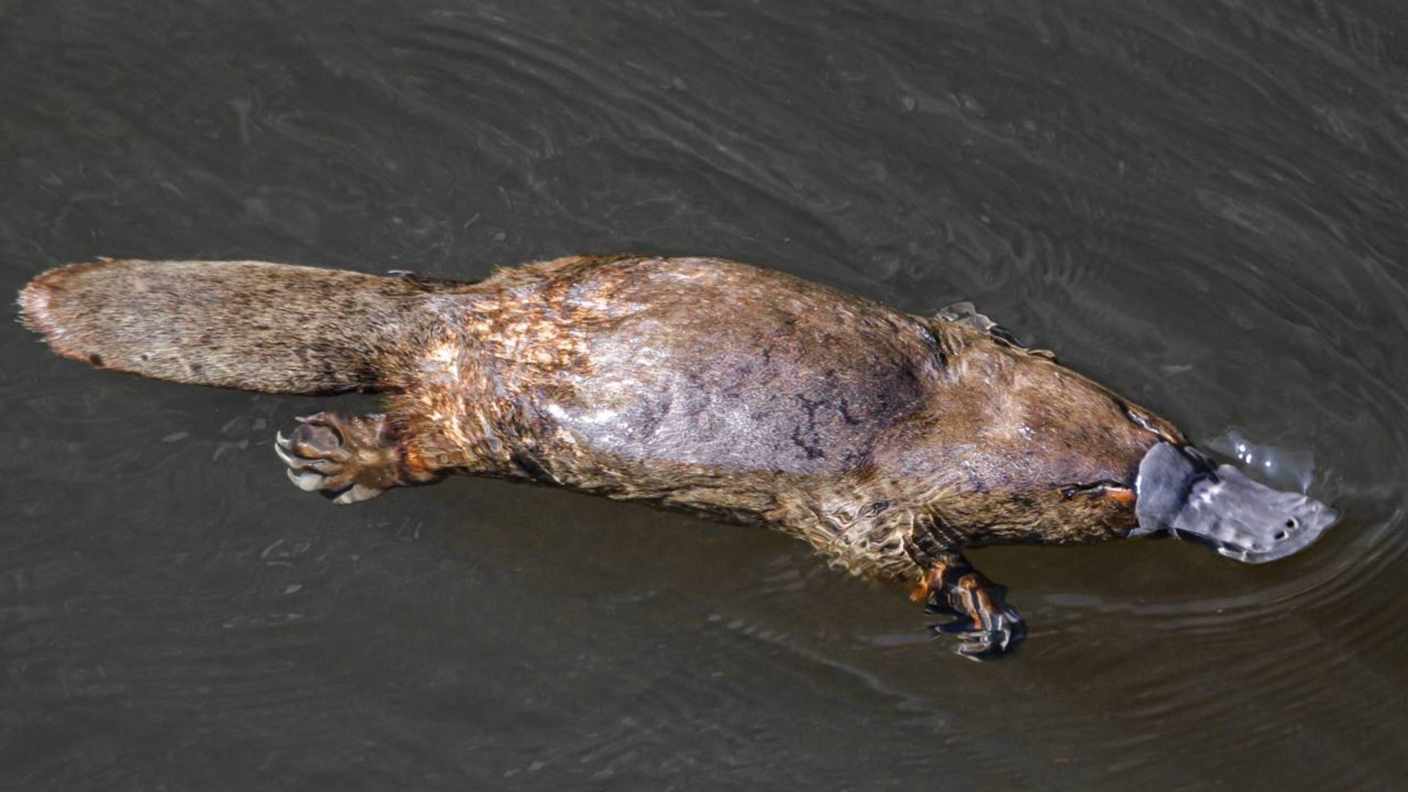 Nova descoberta é feita com o animal mais esquisito do mundo