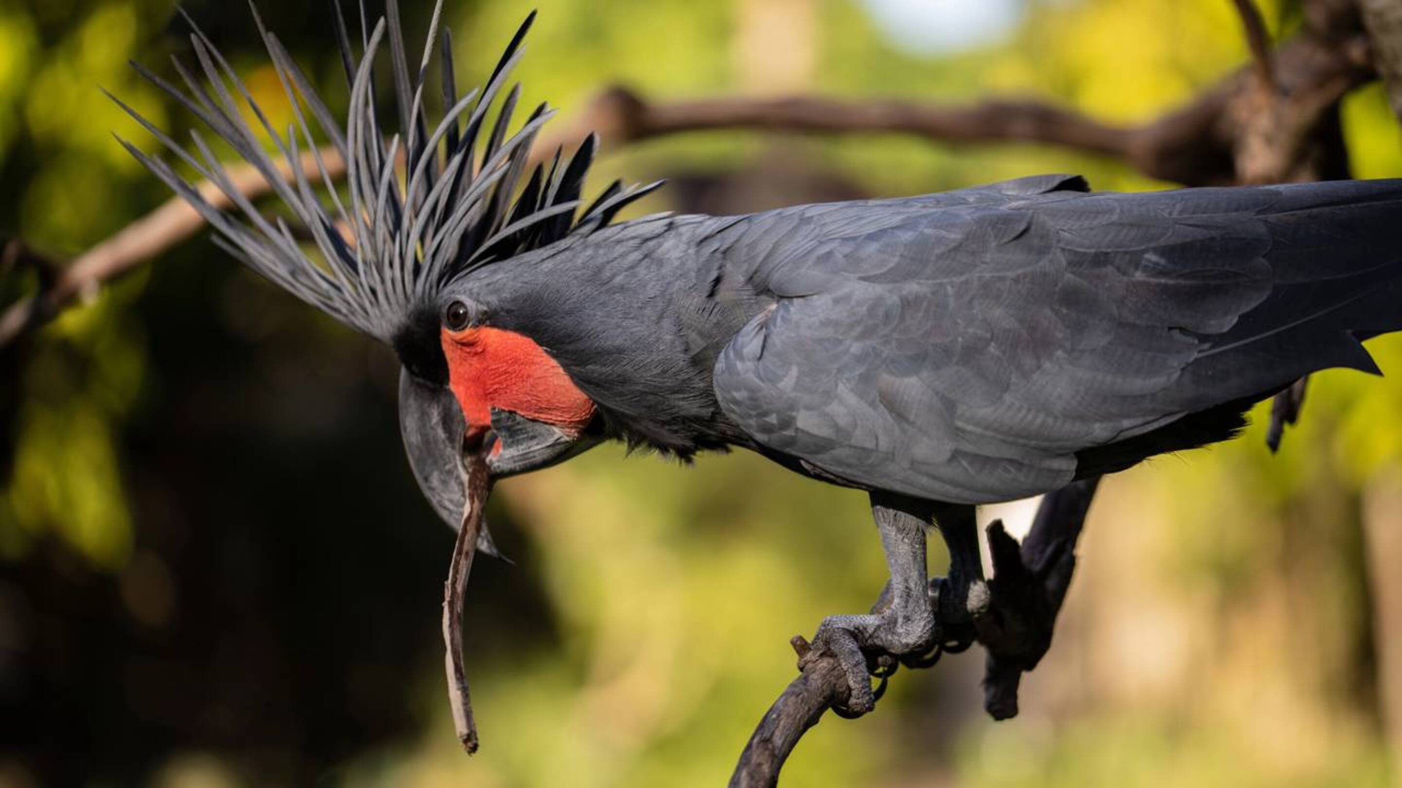 Após 250 anos, um “falso tronco” pode salvar o papagaio mais raro da Austrália