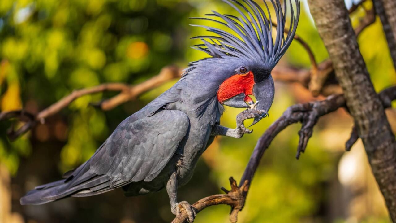 Após 250 anos, um "falso tronco" pode salvar o papagaio mais raro da Austrália