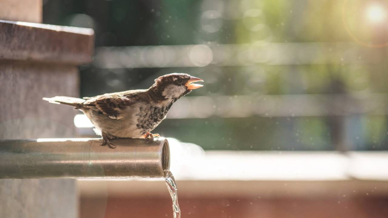Cientistas descobrem aves usando bitucas de cigarro para ninhos e motivo é surpreendente