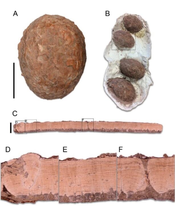 Ovos de dinossauro de 72 milhões de anos são encontrados