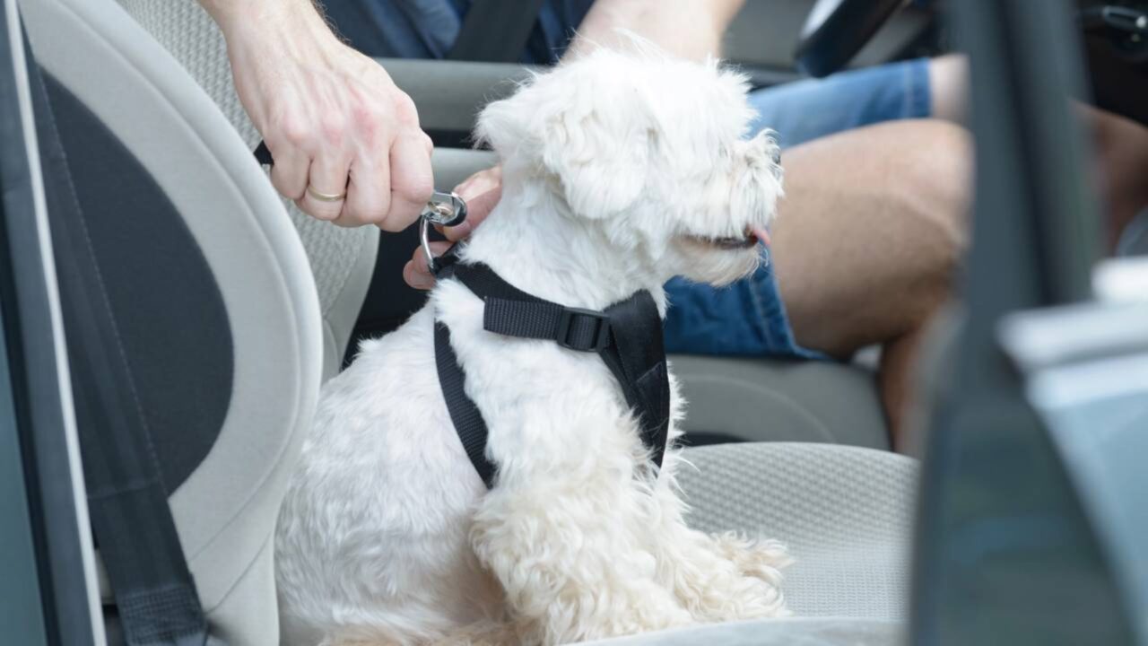 Motoristas que transportam pets soltos no carro precisam conhecer essa lei