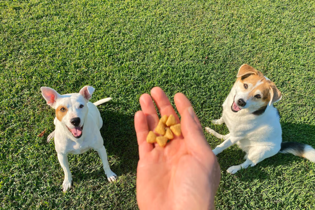 5 técnicas infalíveis para ensinar comandos básicos ao seu cachorro