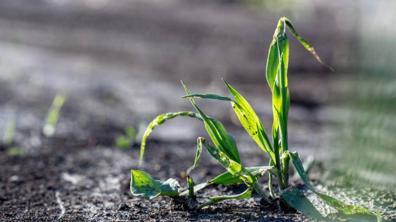 O mistério das plantas que "gritam" de sede e a descoberta científica que mudou o cuidado com o jardim