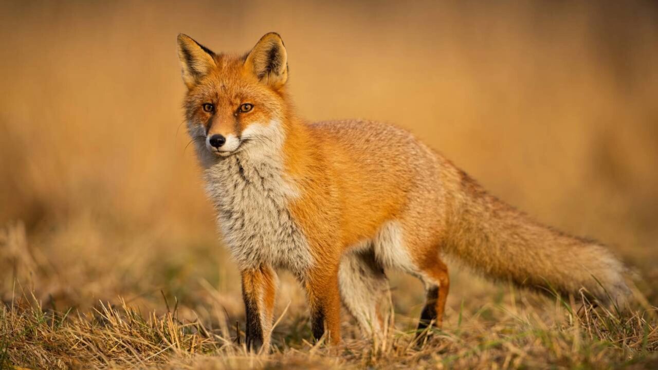 Superbactérias podem estar se espalhando pela natureza, e animais como aves já estão dando sinais
