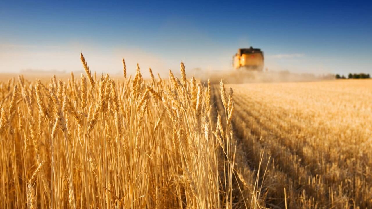Estudo prova por que produzir menos pode salvar a agricultura no clima extremo