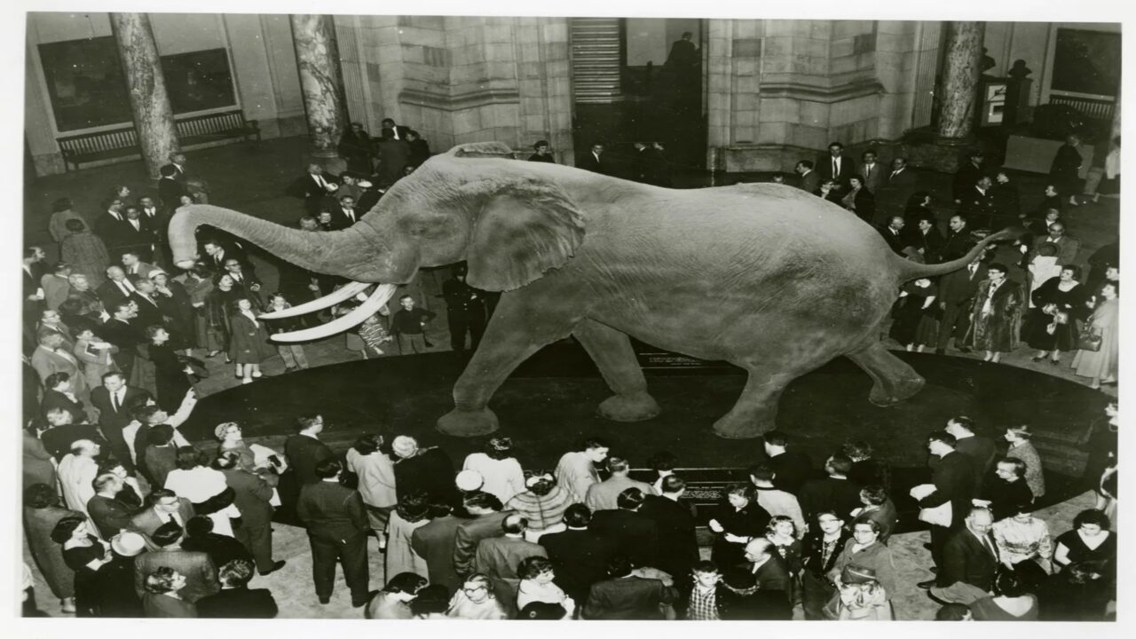 Se você juntasse todos os moradores de uma vila de 150 pessoas na balança, o peso seria igual ao deste único elefante