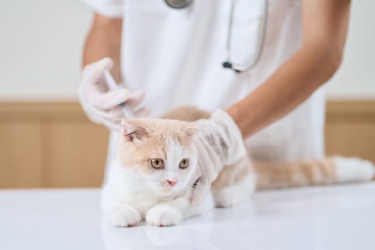 8 motivos para vacinar o seu animal contra a raiva 