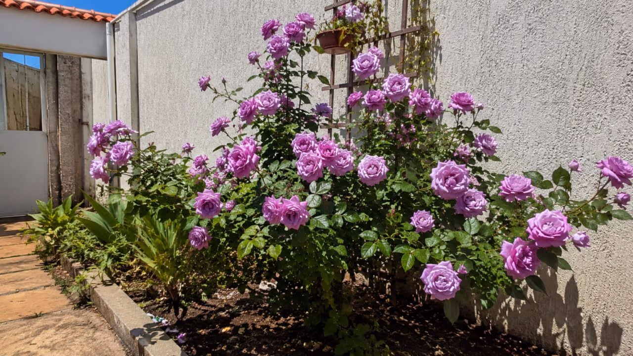 Essa rosa premiada e resistente a doenças cresce como arbusto ou trepadeira
