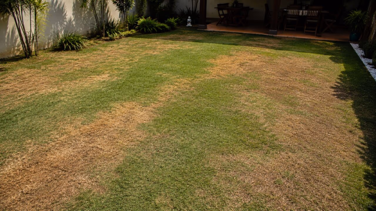 Como recuperar gramado com manchas marrons e devolver o verde em poucos dias