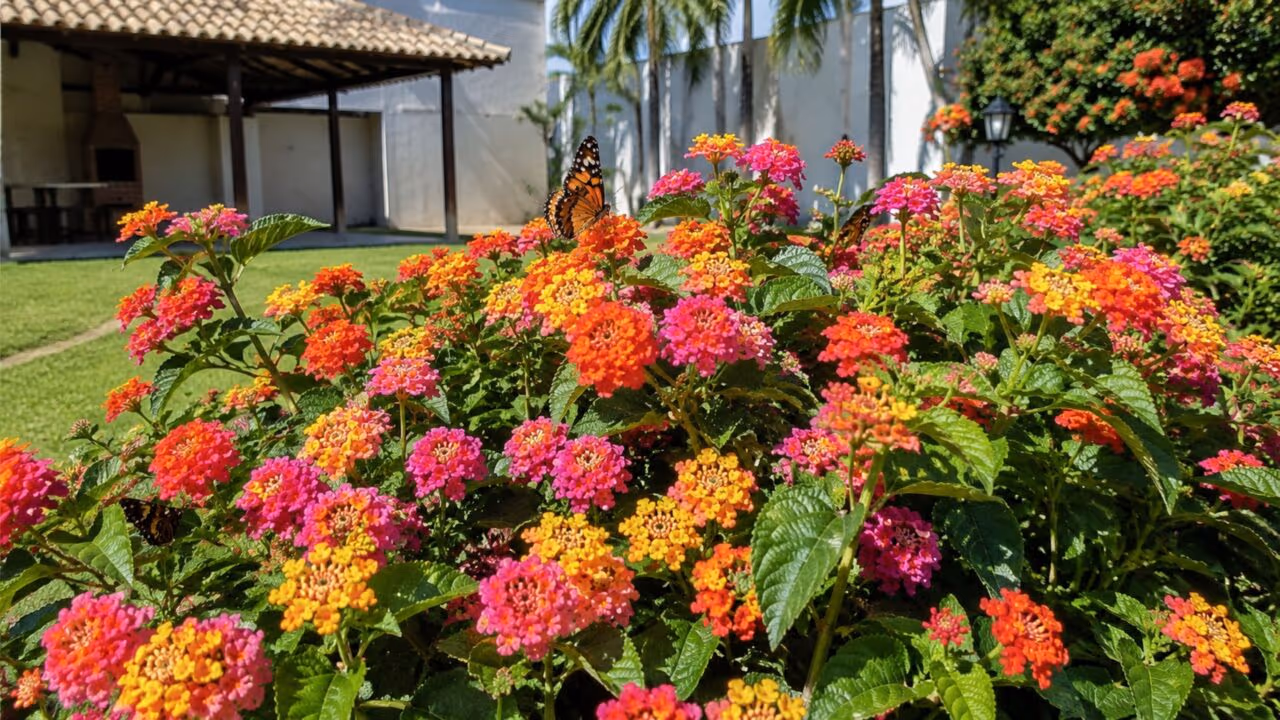 A flor para o calor que parece delicada demais pode ser a escolha certa para manter cor até o outono