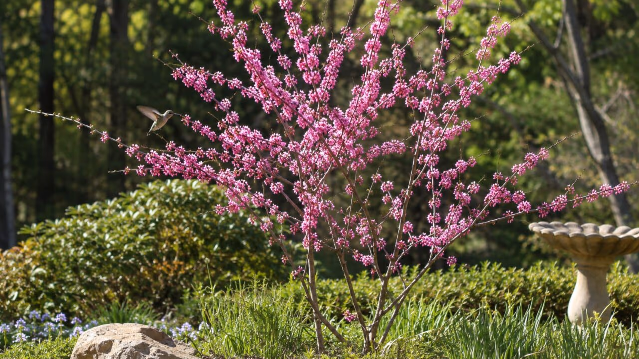 Árvore de baixa manutenção com flores rosadas que atrai beija-flores para o seu jardim