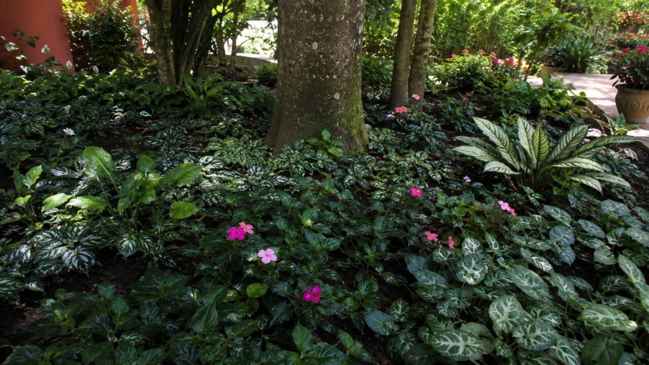 A alternativa às samambaias que cobre áreas de sombra e resolve pontos vazios no jardim