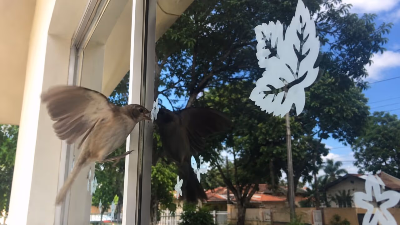 Como proteger janelas dos pássaros quando eles começam a atacar o vidro