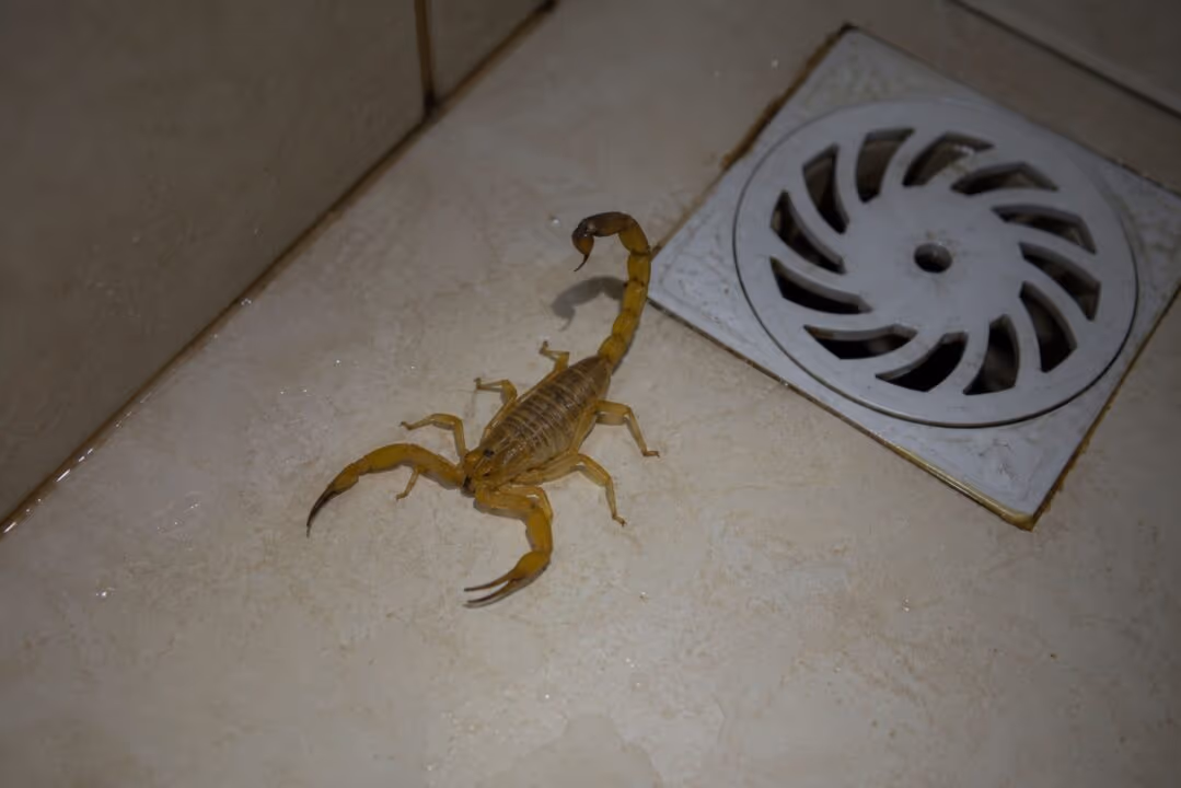 O que atrai escorpiões urbanos para dentro de casa e muita gente só percebe tarde demais