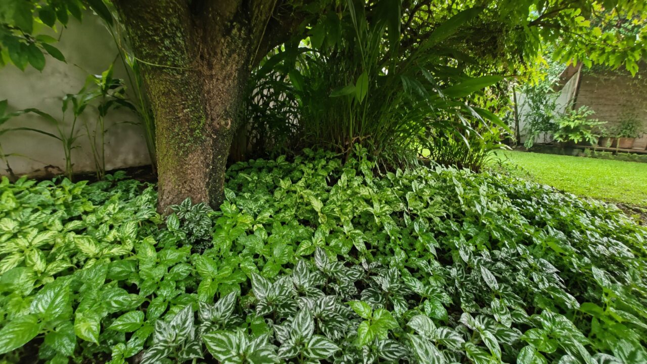 Plantas rasteiras adaptadas à sombra criam cobertura bonita onde a grama não cresce bem