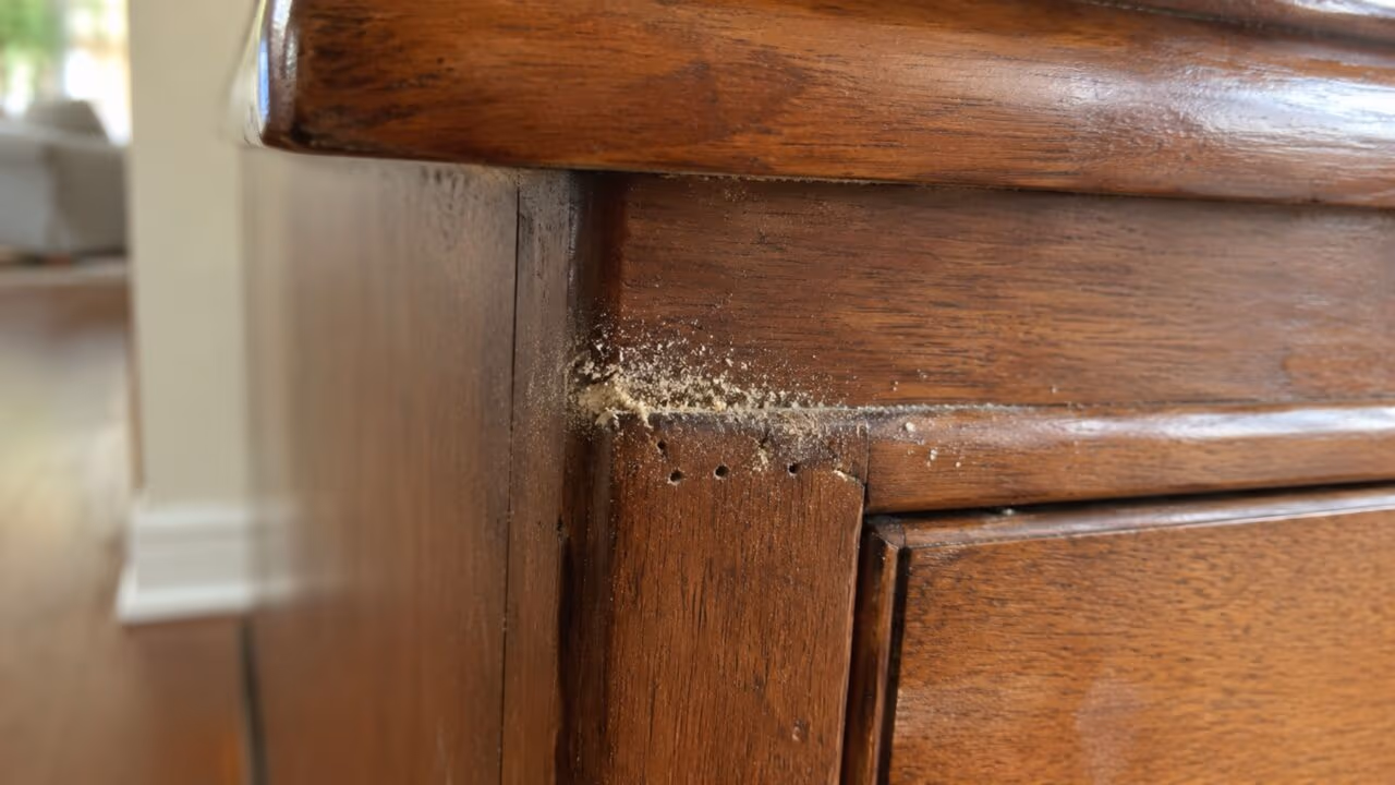 O sinal discreto de cupim em casa que pode indicar que a madeira está sendo comida por dentro