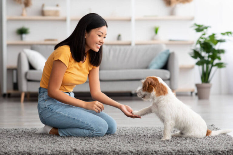 Frio chegando: 5 cuidados para evitar ansiedade e estresse em cães