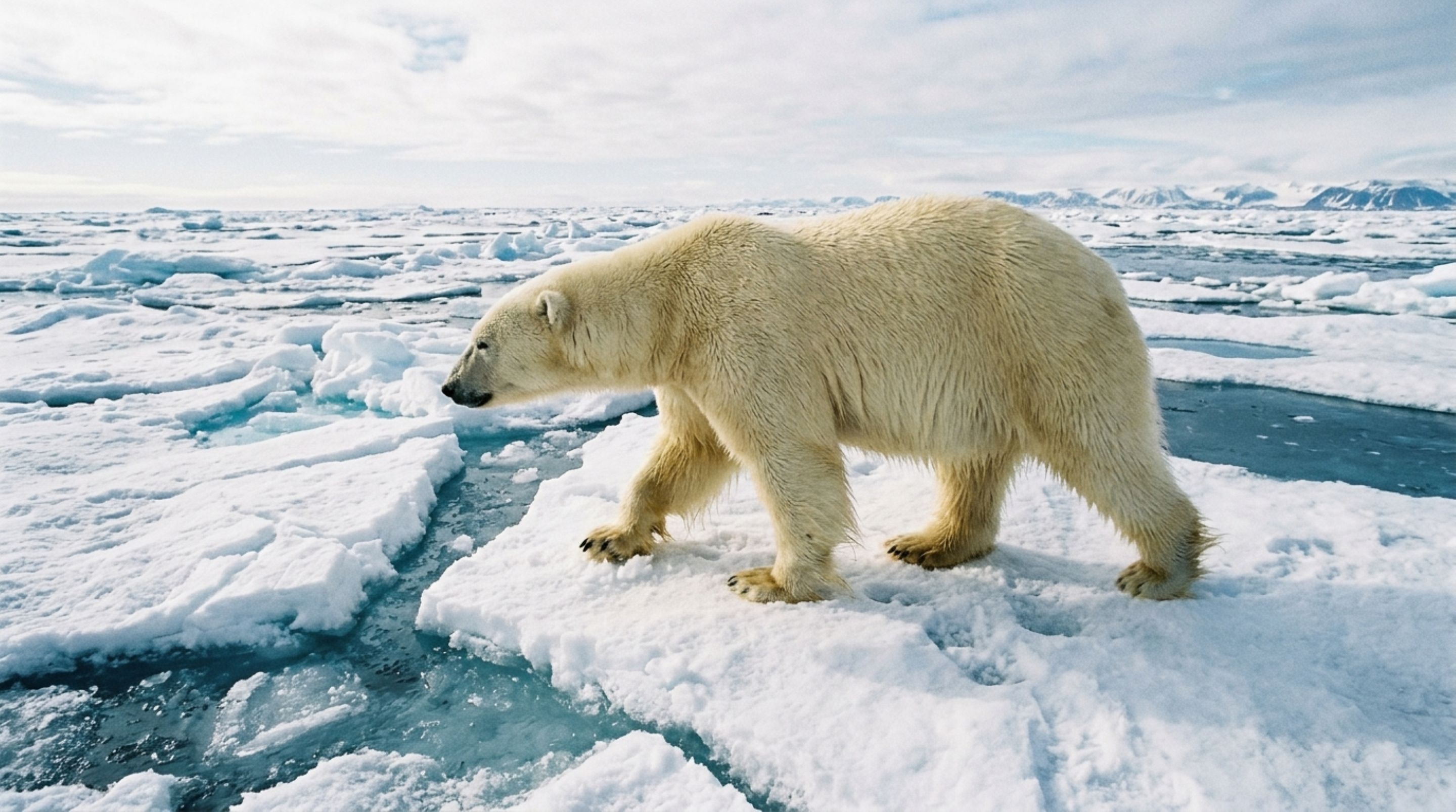 O predador branco de 600 kg que domina o ambiente mais frio do mundo com força e caça brutal