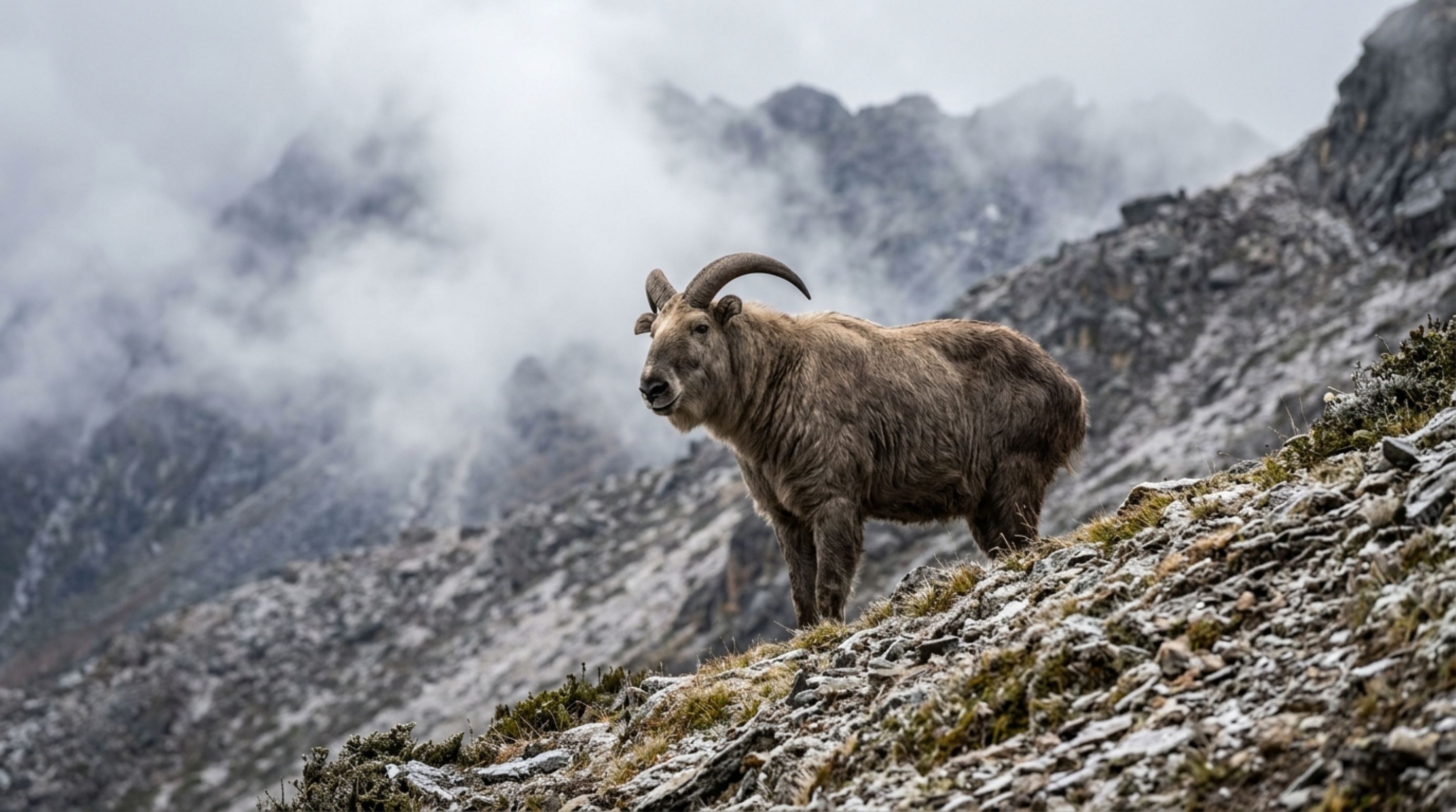 O animal pesado das montanhas que parece mistura de bode, boi e urso