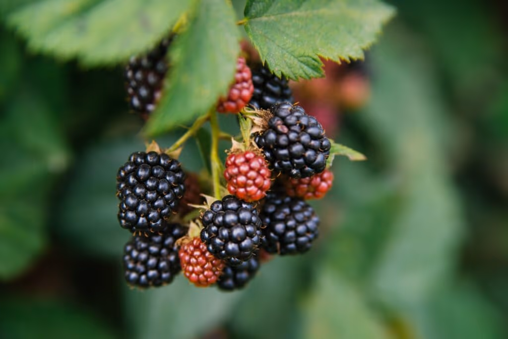 Rica em antioxidantes: conheça os benefícios da amora para a saúde