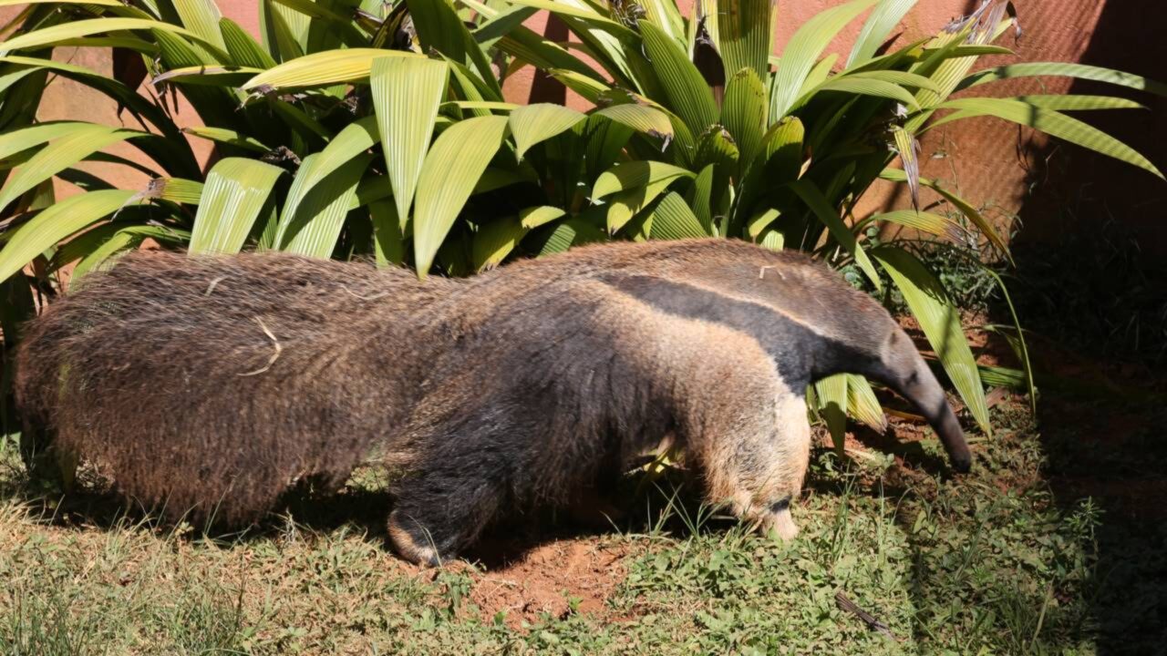 Após 130 anos, uma espécie emblemática se expande na América Latina e estimula sua recuperação