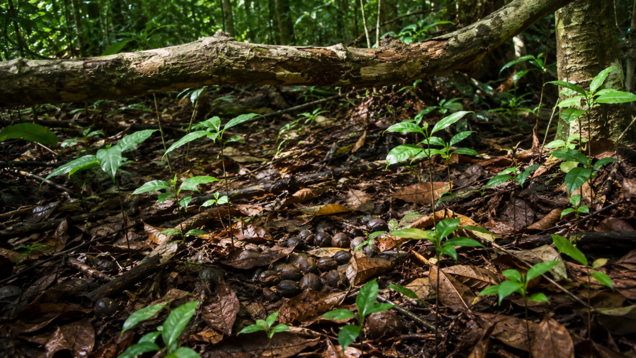 As aves coloridas que encantam o Brasil também fazem a floresta se regenerar em silêncio