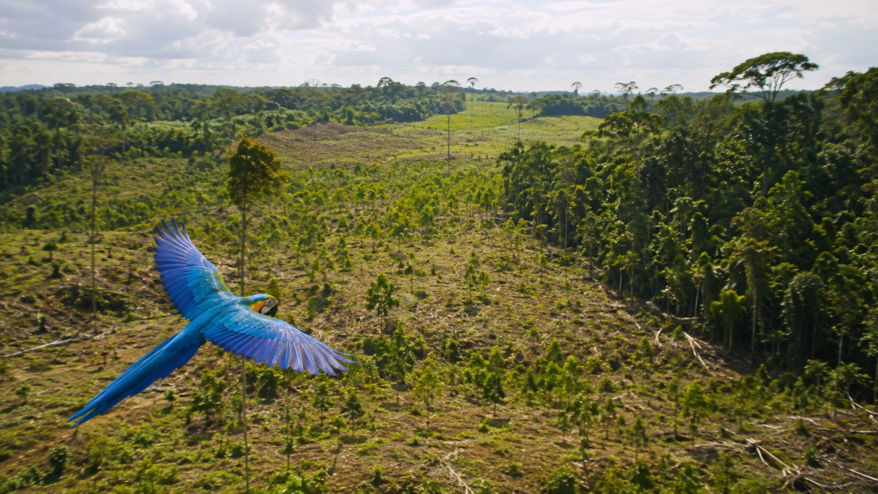 As aves coloridas que encantam o Brasil também fazem a floresta se regenerar em silêncio