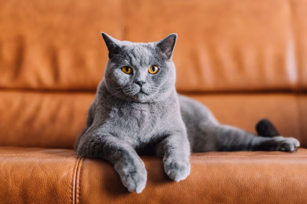 Animal vomitando: 7 causas comuns que merecem atenção 