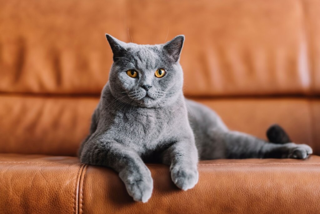 Animal vomitando: 7 causas comuns que merecem atenção 